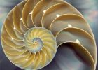 free-spirit nautilus-shell