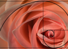 free-spirit rose